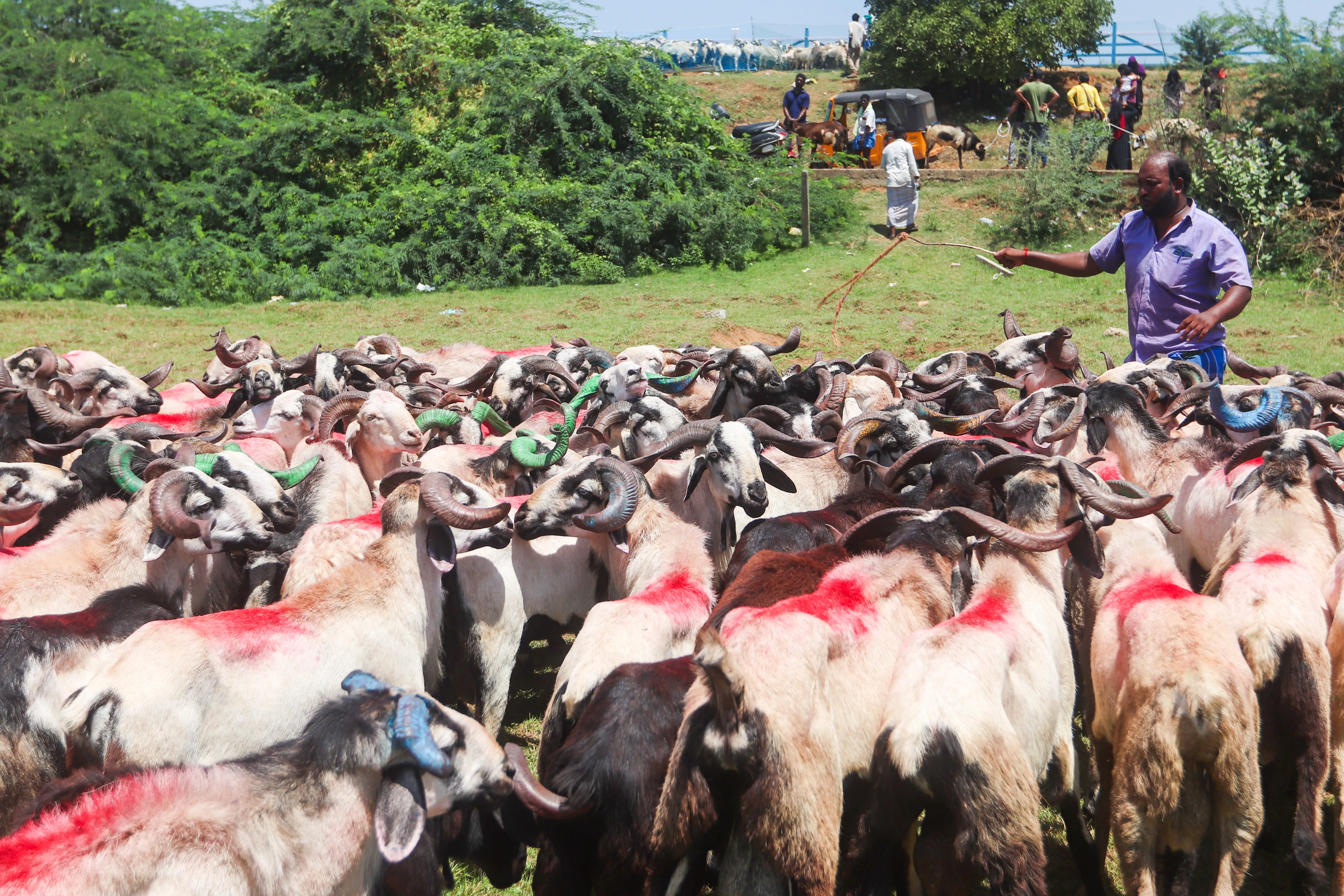 Can India Become a Global Leader in Livestock Exports?