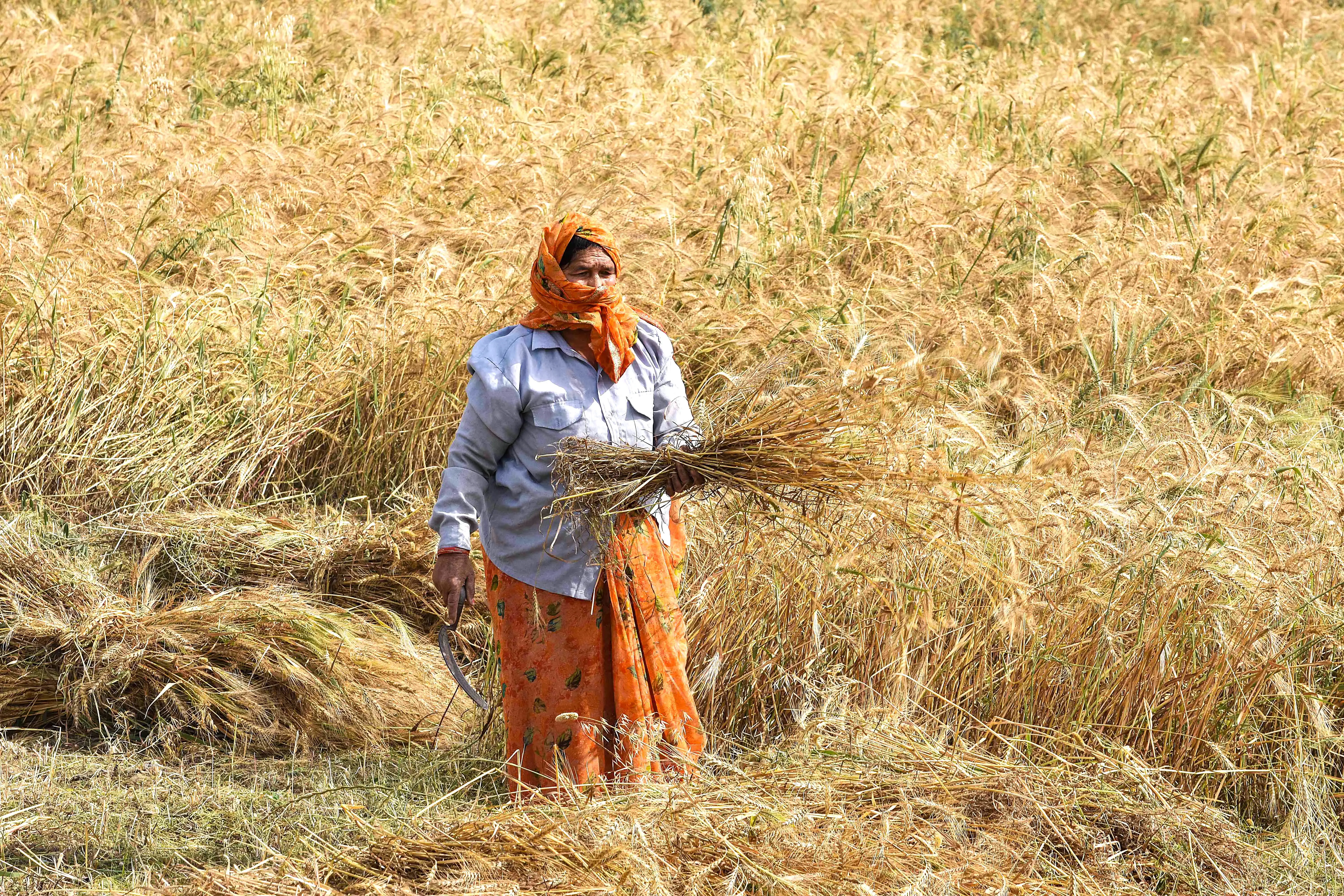 India Achieves Historic Foodgrain Production, Enhances Farmer Support