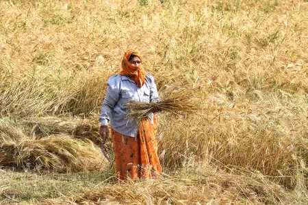 India Achieves Historic Foodgrain Production, Enhances Farmer Support