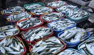 India Set to Join Global Fisheries Certification by 2025