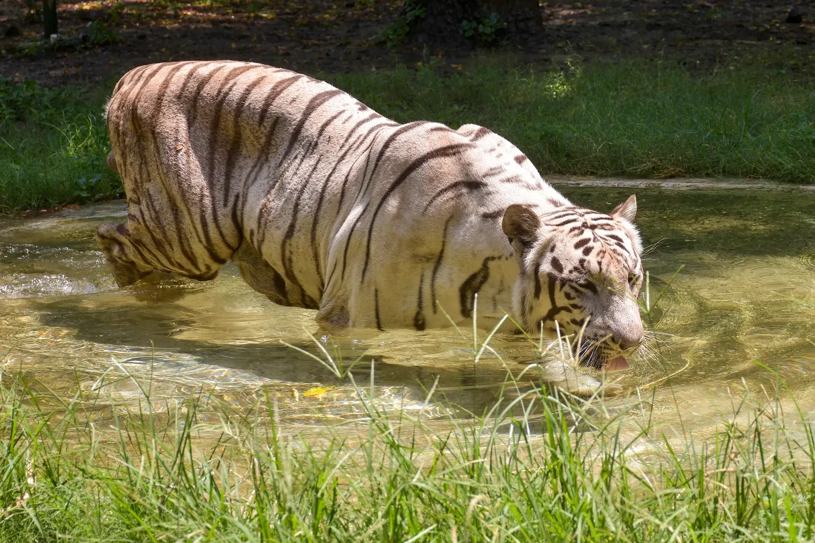 India hosts 5 of 7 big cat species as IBCA Summit 2026 nears