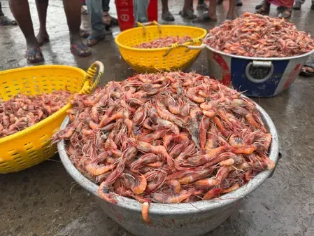 Is India on the Brink of Global Certification for 10 Fish Species?