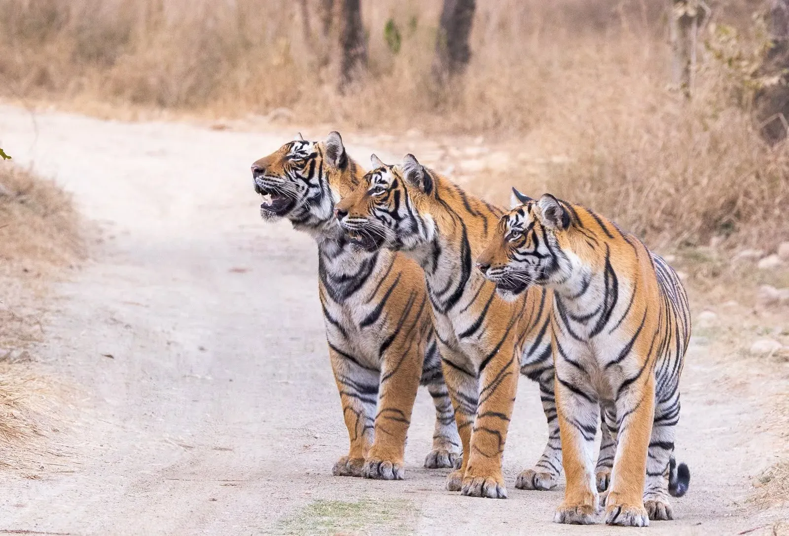 India home to 70% of world's tigers, says PM Modi on Global Tiger Day
