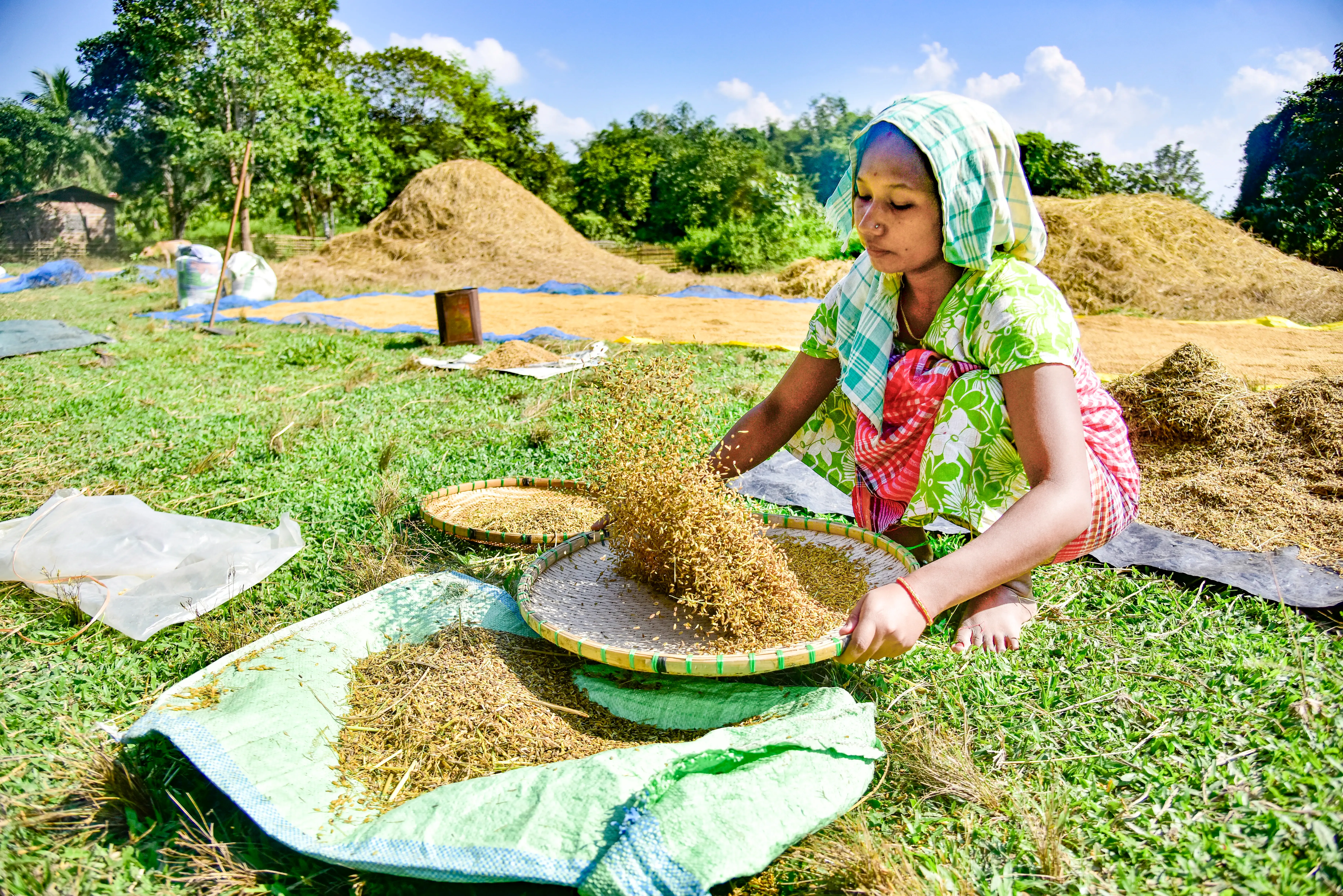 Is India Experiencing the Highest Rise in Foodgrain Production in a Decade?
