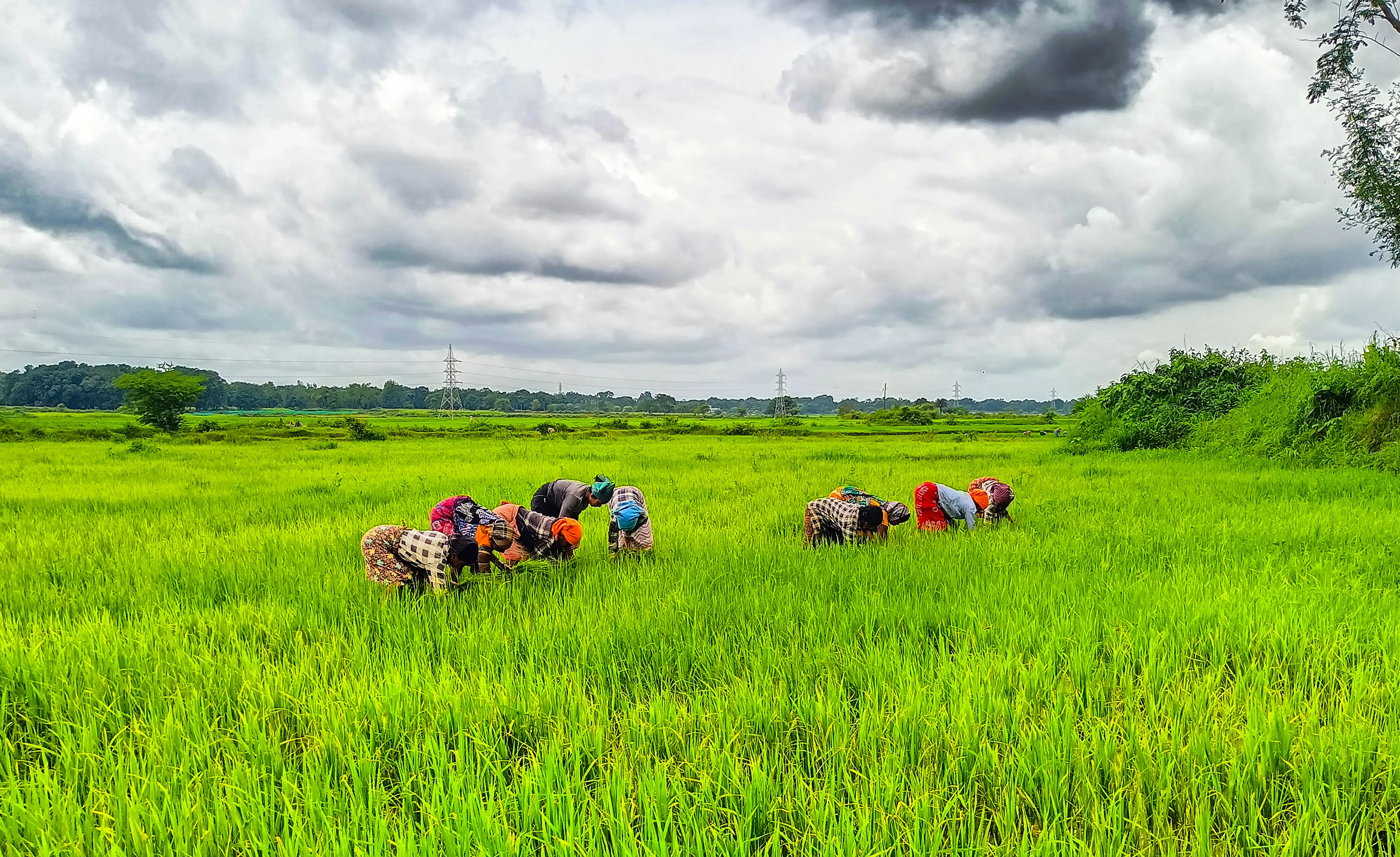 How Has India Supported Farmers with Policy Aid and Market Protections?