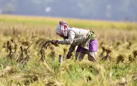Has India Become the World’s Largest Rice Producer, Surpassing China?