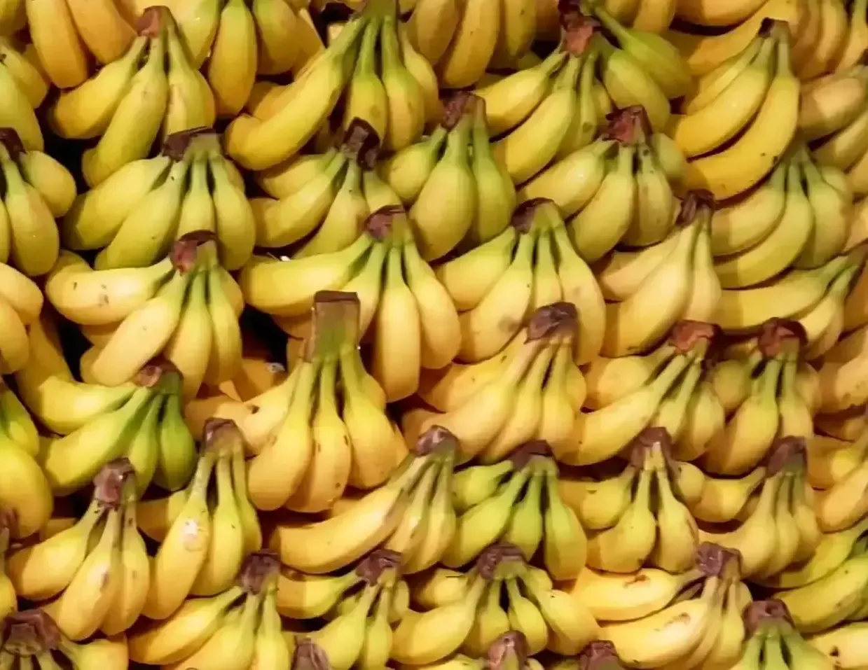 India Aims for $1 Billion in Banana Exports Following Successful Sea Route Trials