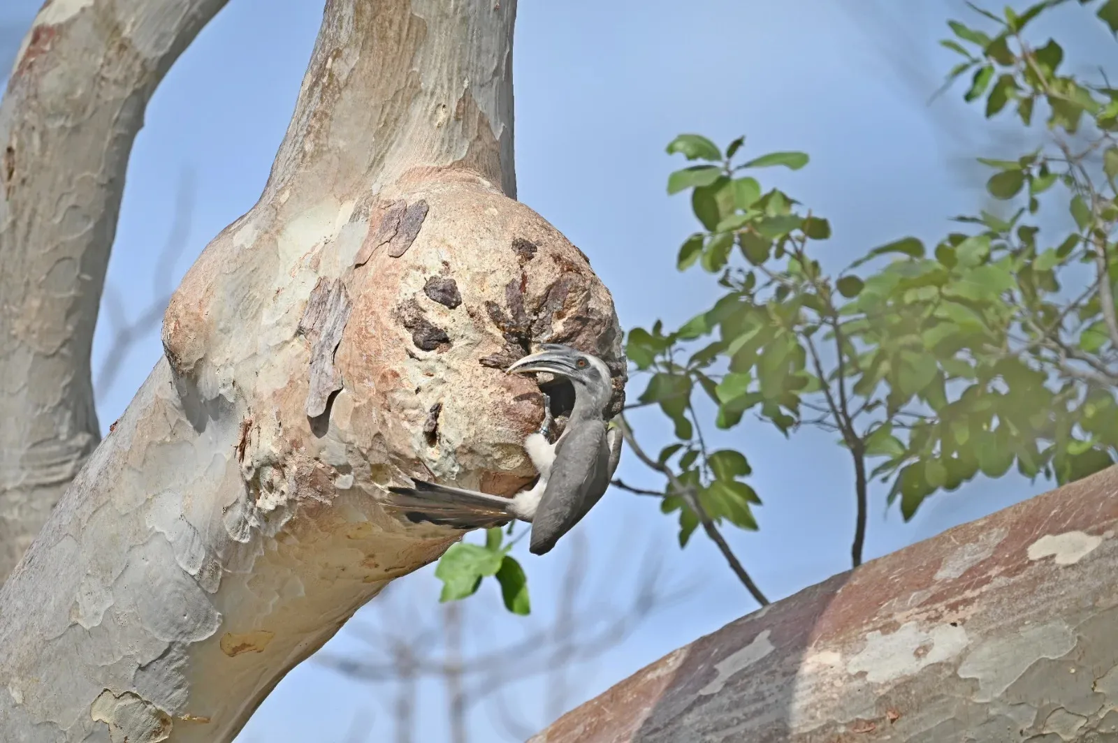 Indian Grey Hornbill returns to Gir after 60 years, breeding confirmed