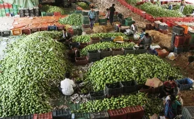 Indian mangoes reach Singapore by sea, slashing export costs by 90%