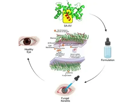 Indian researchers develop new peptide therapy to treat eye infections