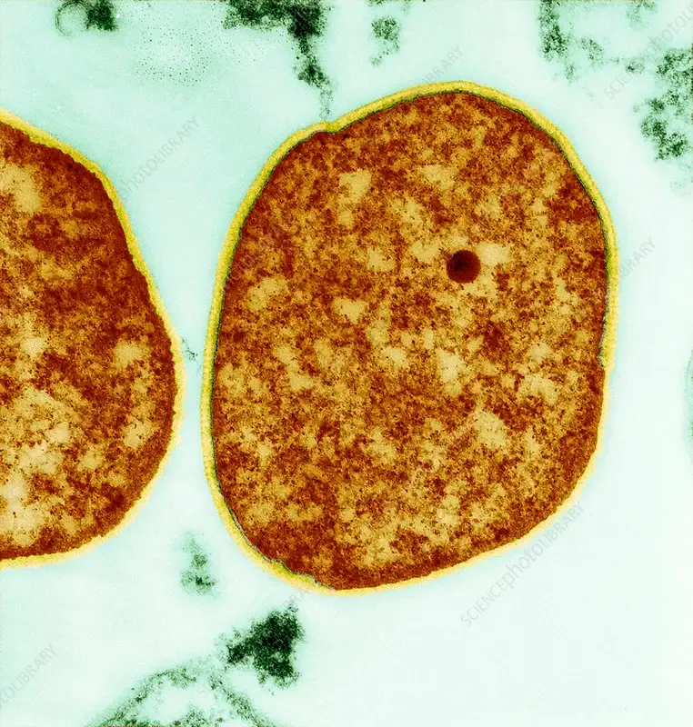 Indian Researchers Discover Survival Mechanisms of Primitive Organisms on Earth