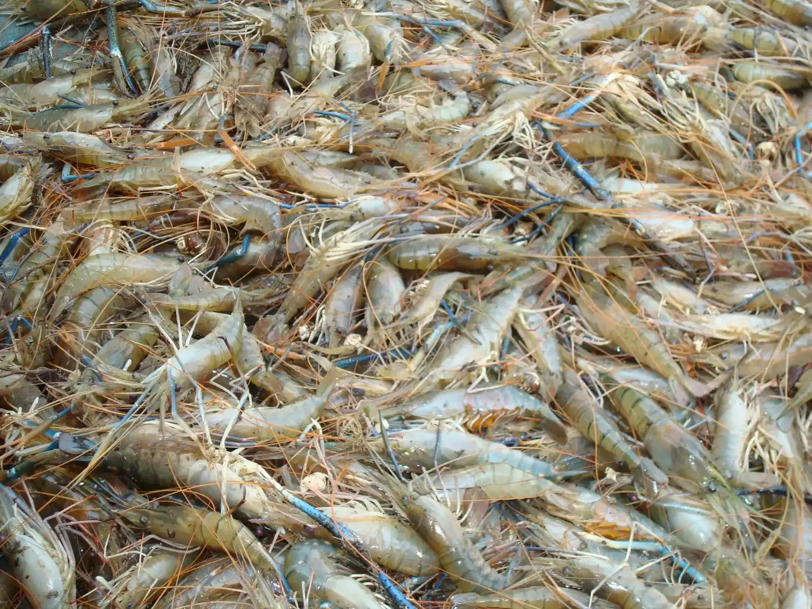 Will Indian Shrimp Exporters Experience a Revenue Boost This Fiscal?