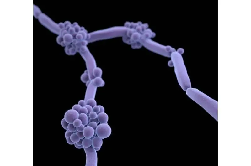 Is the Drug-Resistant Fungus Candida auris Becoming More Lethal and Spreading Worldwide?