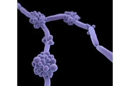 Indian study shows drug-resistant fungus turning more deadly, spreading globally