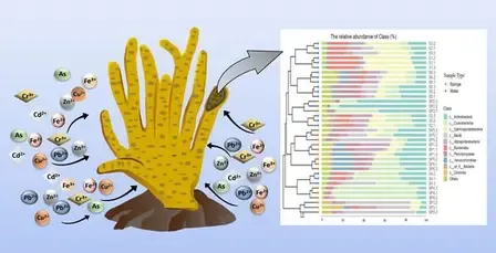 Indian study shows how freshwater sponge-associated microbes can tackle metal pollution