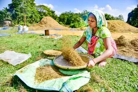 Steady Growth for India's Basmati Rice Exports Amid Middle East Tensions