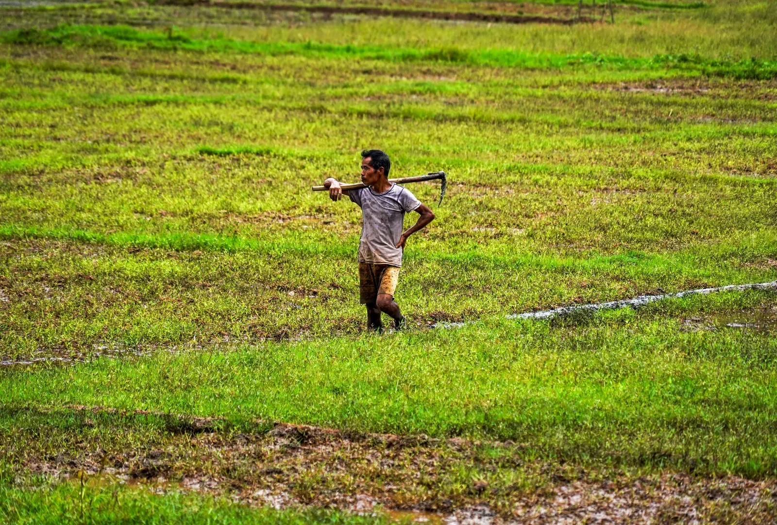 India's economy less vulnerable to monsoon shocks, says Bernstein report