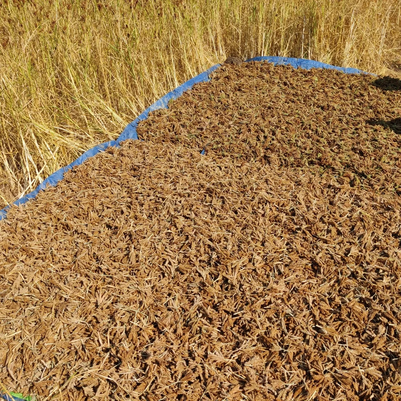 Has India’s Millet Standard Gained Global Recognition at a Meeting in Rome?