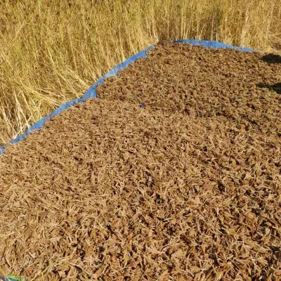 Has India’s Millet Standard Gained Global Recognition at a Meeting in Rome?