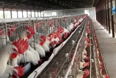 Will India's Poultry Sector Achieve 4-6% Revenue Growth by 2025-26?