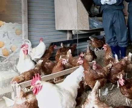 India poultry sector revenue to rise 6-7% in FY27: CareEdge