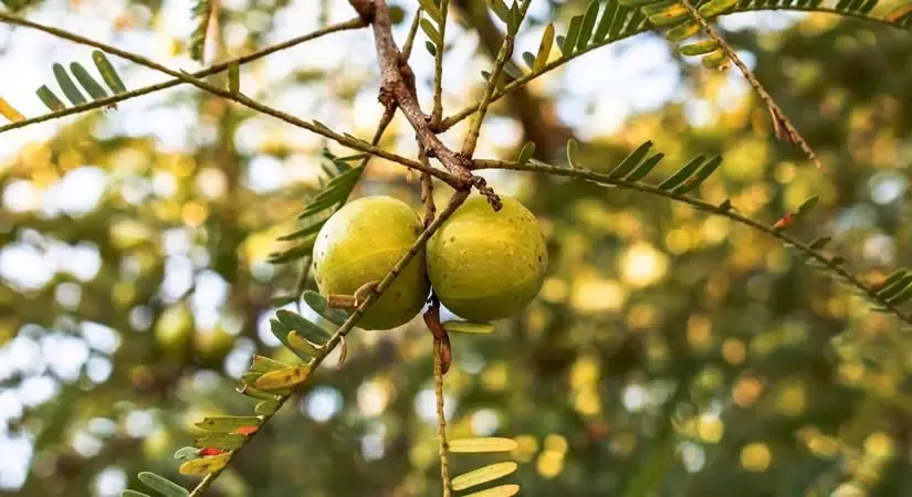 Has India’s horticultural crop production seen a 3.7% rise in 2024-25?