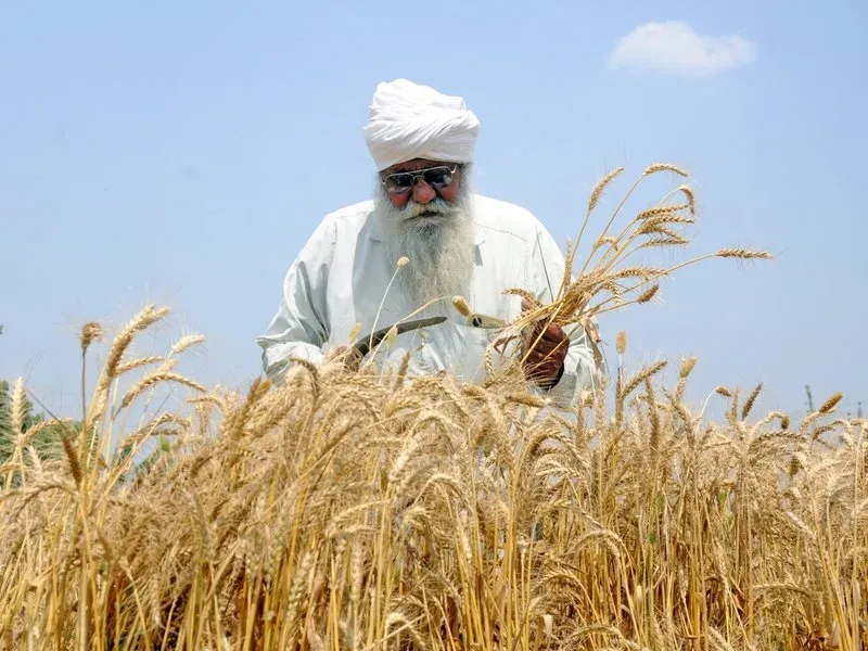 India's record 121 MMT wheat harvest unlocks $1.5 bn export window