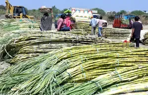 Will India's sugar production soar by 18% this season?