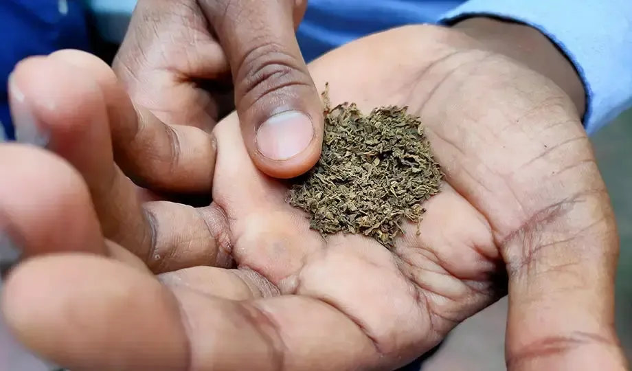 India's Tobacco Exports Reach an All-Time High of ₹12,005 Crore, Farmers' Earnings More Than Doubled