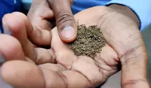 India's Tobacco Exports Reach an All-Time High of ₹12,005 Crore, Farmers' Earnings More Than Doubled