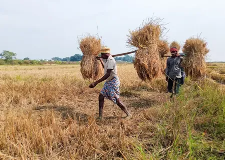 Has India's unemployment rate reached a 7-month low of 4.7% in November?