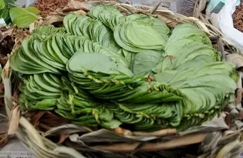 क्या 'पान का पत्ता' संक्रमण से रक्षा और पाचन का प्राकृतिक उपाय है?