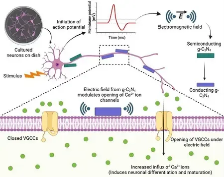 INST researchers develop nanomaterial that stimulates brain cells without surgery
