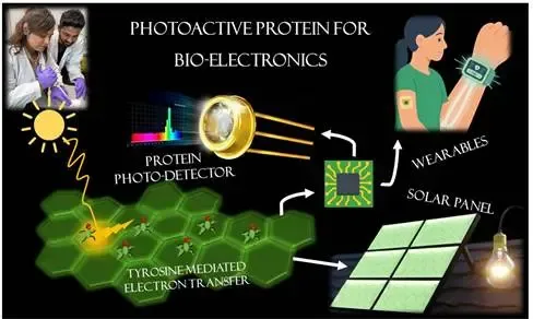 Could INST Scientists Have Found a Natural Protein to Transform Electronic Materials?