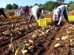 Italian Agriculture Faces Major Impact from US Tariffs: Study
