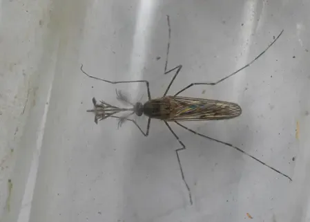 जलवायु परिवर्तन का असर, आइसलैंड में पहली बार पाए गए मच्छर 