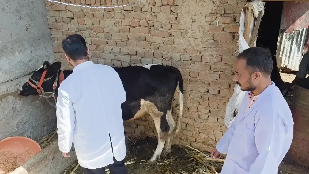 डोडा में लंपी स्किन डिजीज के 300 से अधिक मामले, पशुपालन विभाग का घर-घर टीकाकरण अभियान जारी
