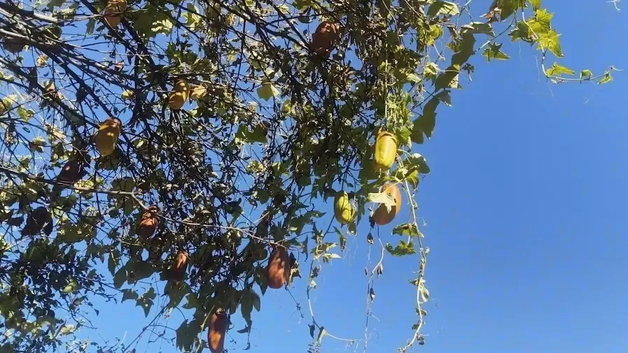 डोडा के 19 वर्षीय यावर सलीम ने विकसित किया खीरे का हाइब्रिड पौधा, प्रति पौधा 100 किलो उत्पादन का दावा