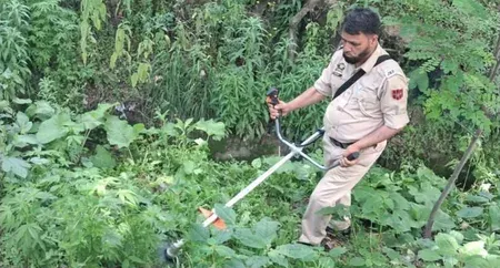 बारामूला में 'नशा मुक्त जम्मू-कश्मीर' अभियान: पुलिस ने सोचीपोरा और क्रेरी में जंगली भांग की खेती नष्ट की