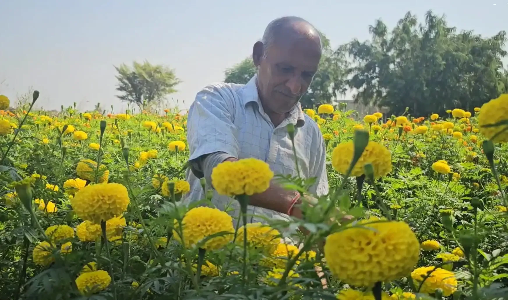 क्या जम्मू-कश्मीर के किसान आधुनिक तकनीकों को अपनाकर मोटी कमाई कर रहे हैं?