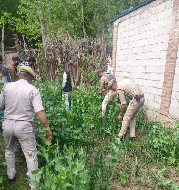 सोपोर में अफीम की अवैध खेती पर पुलिस की कार्रवाई: एडी पोडा गांव में फसल नष्ट, NDPS एक्ट के तहत केस दर्ज