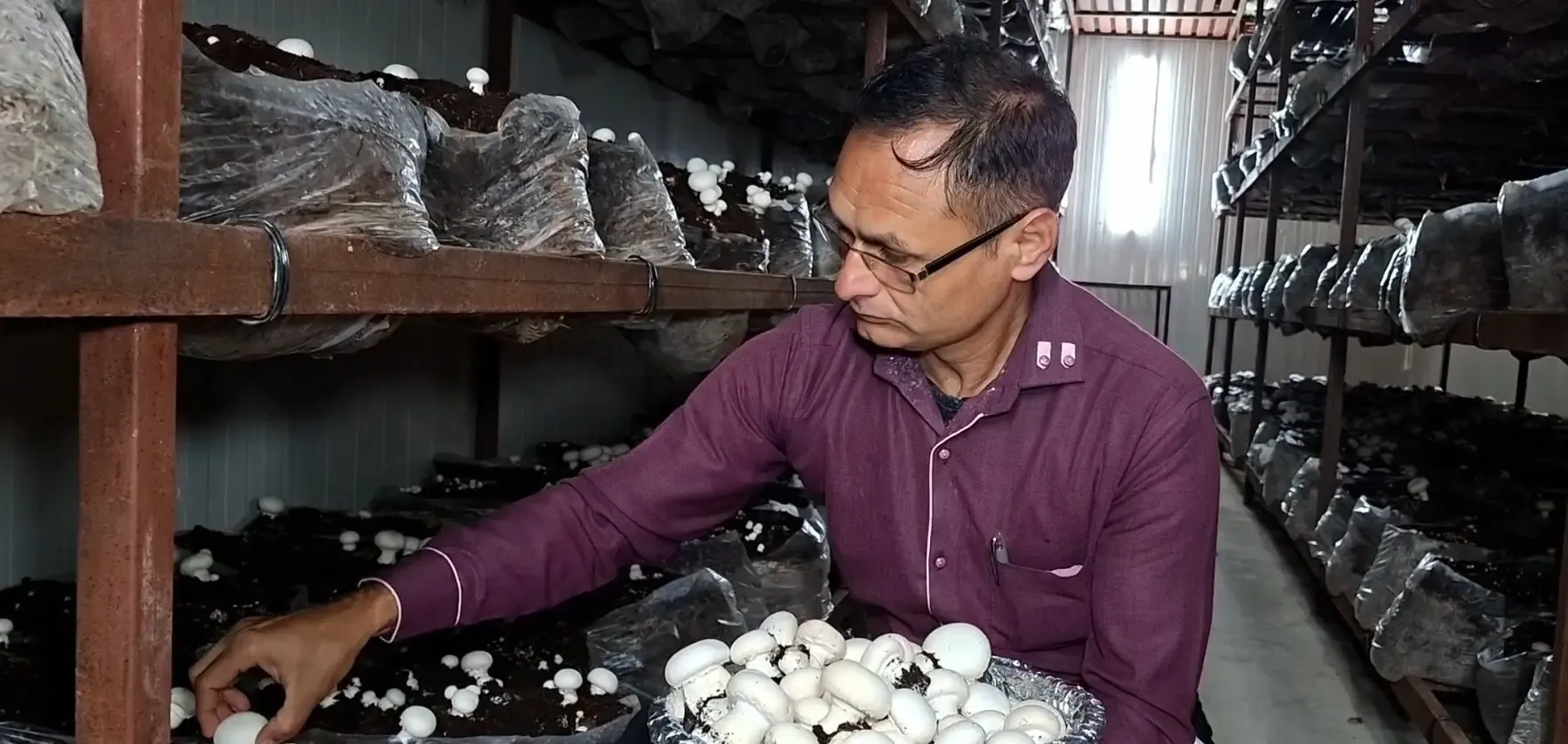 क्या उधमपुर में मशरूम की खेती ने जोगिंदर की जिंदगी को बदल दिया?