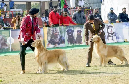 जमशेदपुर: 9 से 11 जनवरी तक डॉग शो का होगा आयोजन