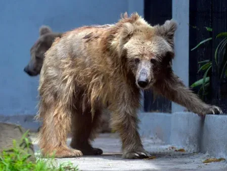 Japan bear attacks 2025: 27 injured or killed across 9 prefectures