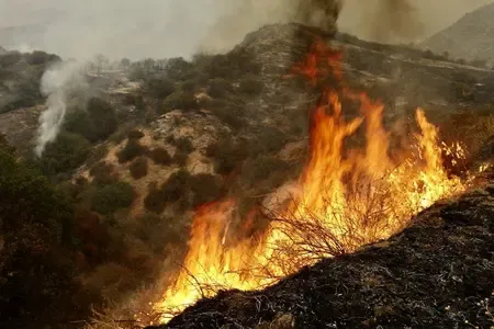 Major Wildfire Rages in Japan's Iwate: 1,200 Hectares Scorched