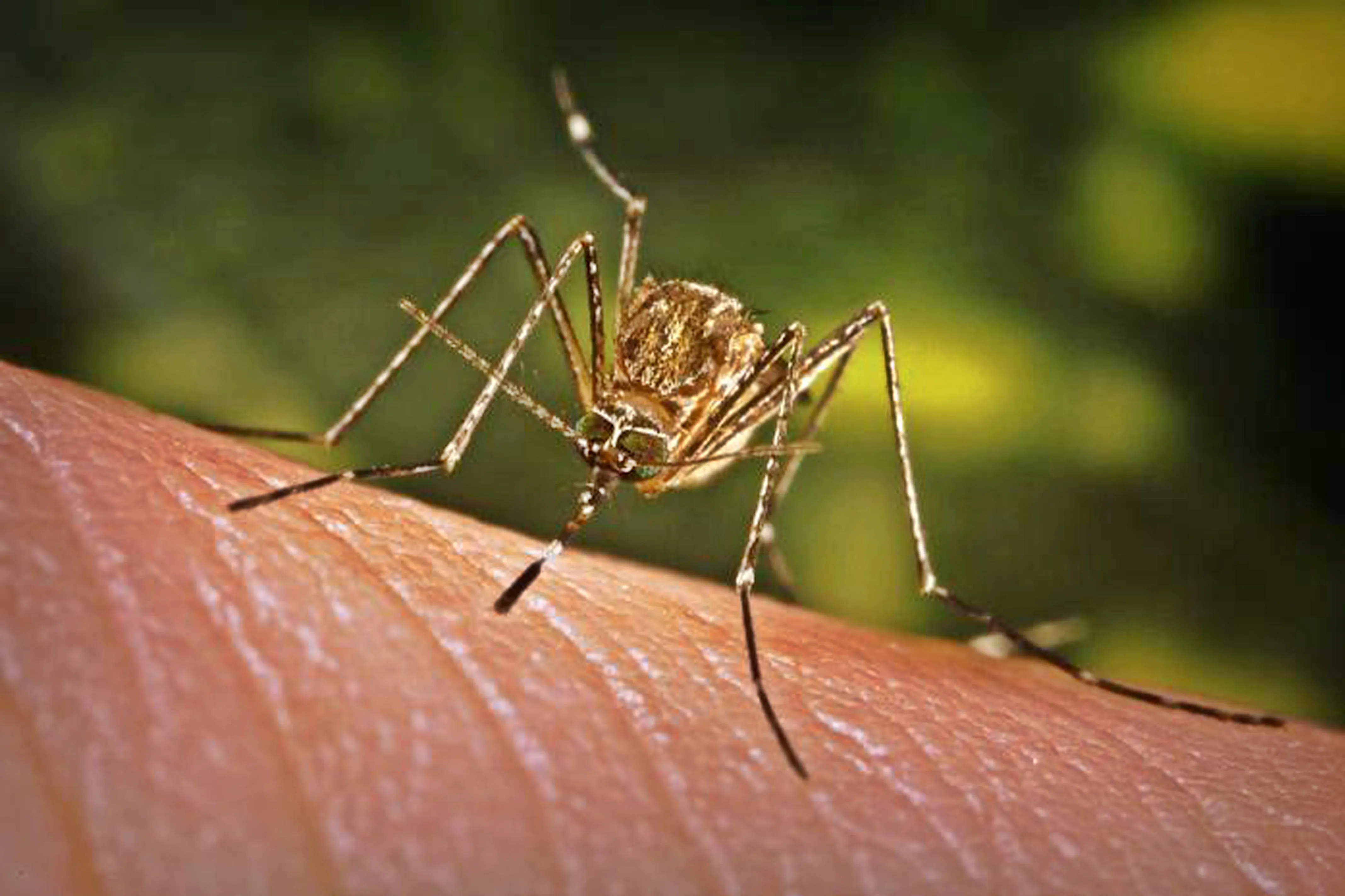 Warning Issued for Japanese Encephalitis in Victoria, Australia