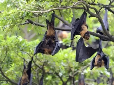 Are Japanese Researchers Starting Human Trials for a Nipah Vaccine in April?