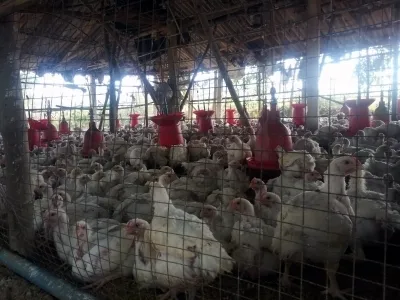 Surge in Avian Influenza Cases in Japan