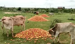 Jharkhand Farmers Suffer as Tomato Prices Collapse