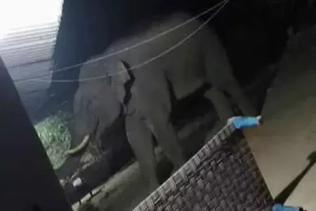 झारखंड : गोइलकेरा में हाथी ने मचाया कोहराम, तीन दिन में पांच को कुचलकर मार डाला